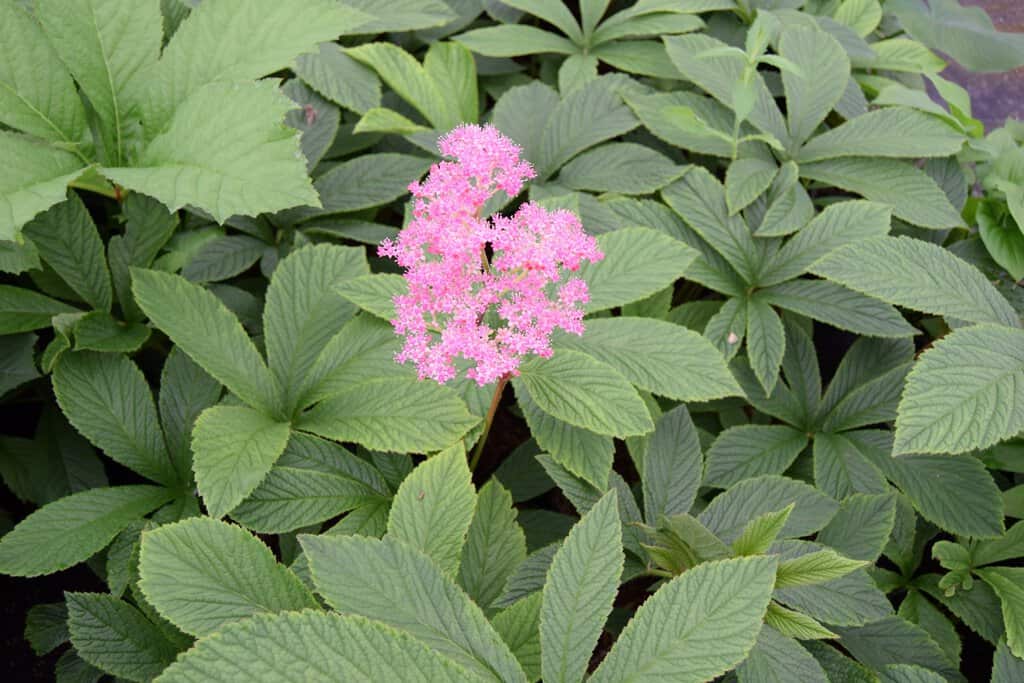 Rodgersia pinnata 'Chocolate Wings' ---